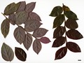SpeciesSub: var. rubrum